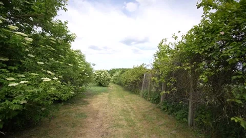 Sambucus Stock Footage 255834814