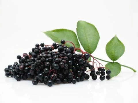 Sambucus nigra Stock Photos