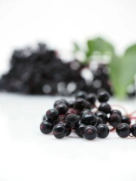 Sambucus nigra Stock Photos