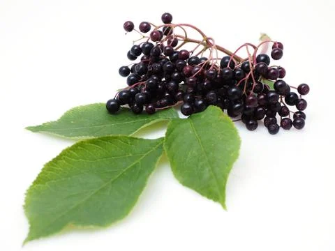 Sambucus nigra Stock Photos