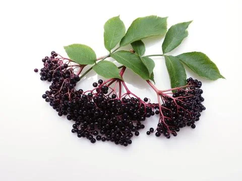 Sambucus nigra Stock Photos