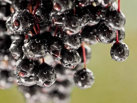 Sambucus nigra Foto stock