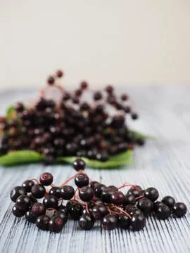 Sambucus nigra Stock Photos