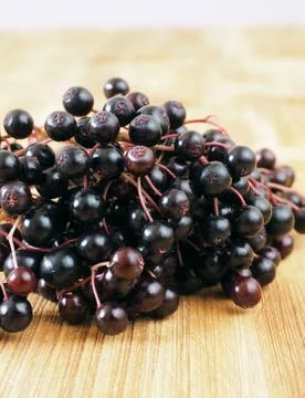 Sambucus nigra Stock Photos