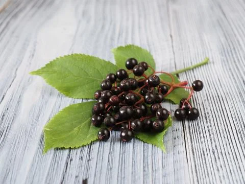 Sambucus nigra Stock Photos