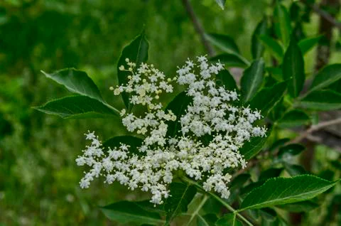 Sambucus or elder in the springtime field, Lozen mountain Stock Photos