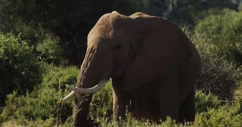 Samburu Elephant Stock Footage 303922617