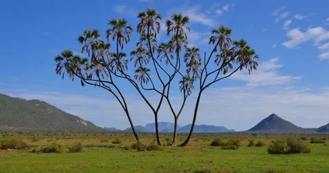 Samburu Scenic Stock Footage 60377213