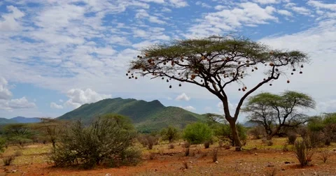 Samburu Scenic Stock Footage 60377227