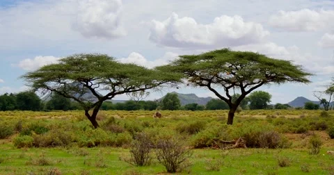 Samburu Scenic Stock Footage 60377382
