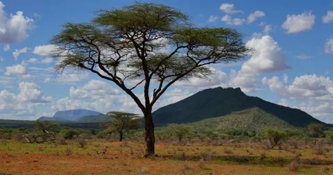 Samburu Scenic Stock Footage 60377567