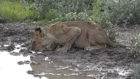 Same cub continues drinking in tight framing — Part 12 Stock Footage 320354550