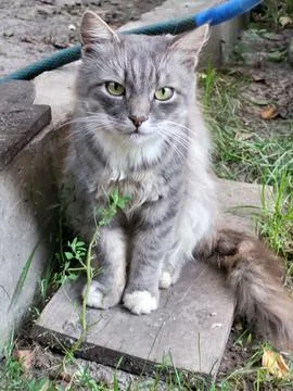 Same gray cat in different pose Stock Photos