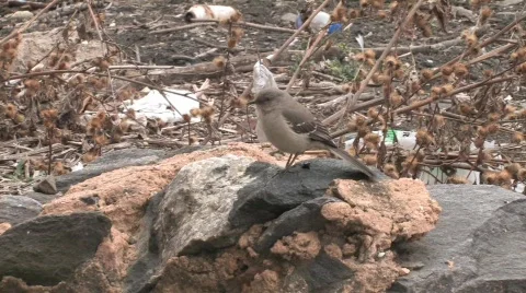 Same Old Crap Video stock 346123