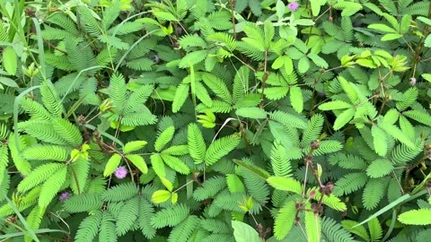 Same plants field, Leaves Sensitive plant or mimosa plant. Video stock 167694931