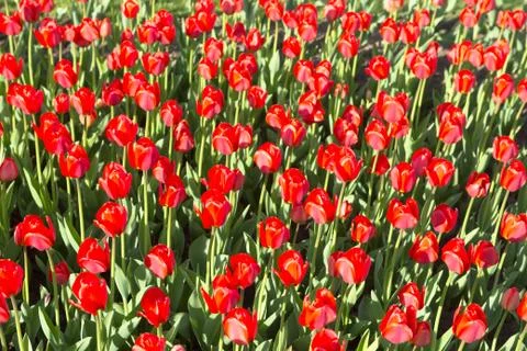 The same type of red tulips Stock Photos