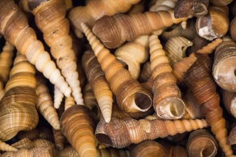 Same type of sea shells collected 스톡 사진