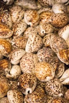 Same type of sea shells collected 스톡 사진