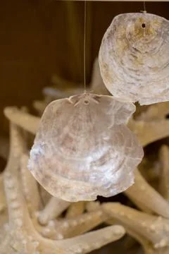 Same type of sea shells collected 스톡 사진