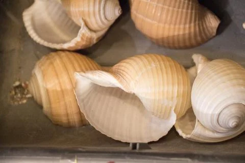 Same type of sea shells collected 库存照片