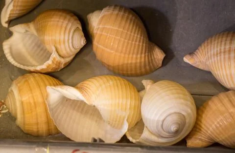 Same type of sea shells collected Stock Photos