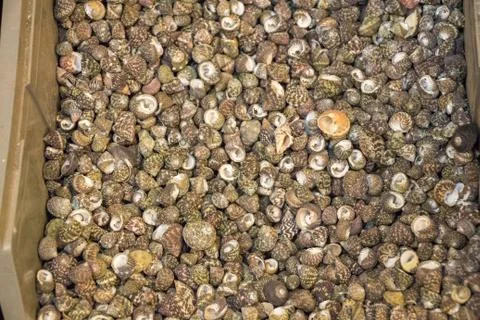 Same type of sea shells collected Stock Photos