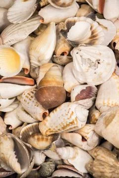 Same type of sea shells collected Stock Photos