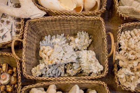Same type of sea shells collected Foto stock
