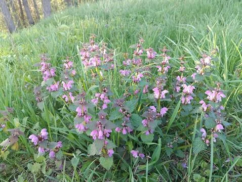 The same wildflowers Foto stock