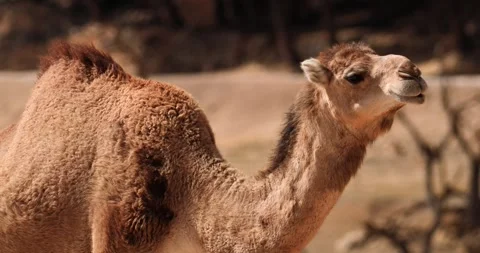 Сamel walking and turning its head from side to side slow motion 120 fps Stock Footage 251726189