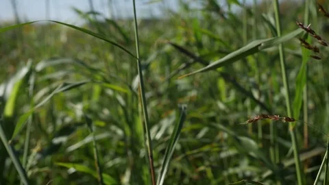 Сamera flying through green grass Stock Footage 116974840