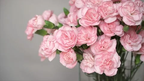 Сamera movement from top to bottom on beautiful pink carnations. Stock Footage 107650605