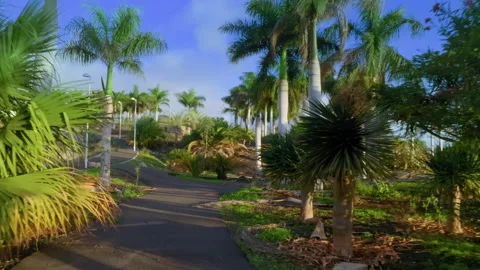 Сamera moves along the path of the park with Palm trees Video stock 146727018