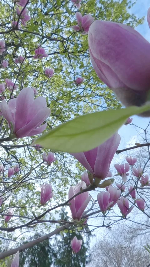 Сamera moves backwards between branches with large pink Magnolia flowers in Stock Footage 306747829
