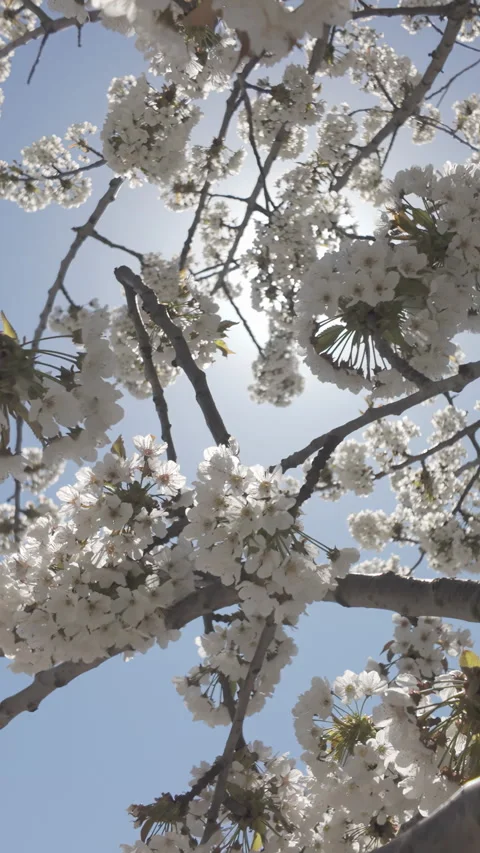 Сamera moves up between branches covered with white flower inflorescences on Stock-Footage 333920541