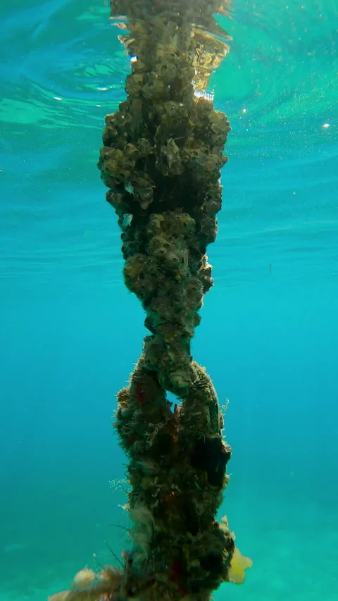 Сamera moves down chain covered in shellfish and beautiful soft corals in bright Video stock 336926223