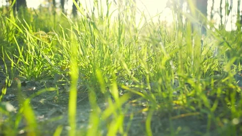 Сamera moves through the forest grass Stock Footage 132502195