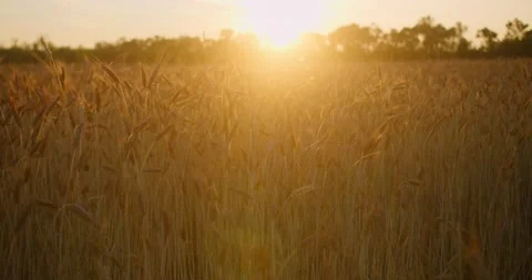 Сamera moving away of the sun on a wheat field in the sunset rays Stock Footage 218866700