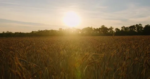 Сamera moving away of the sun on a wheat field in the sunset rays or sunrise Stock Footage 218867716