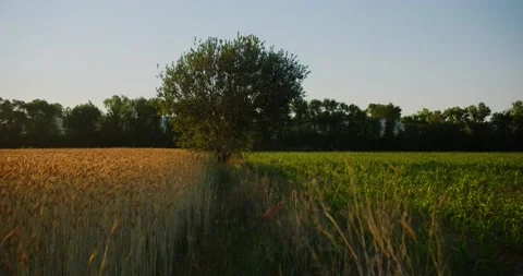 Сamera moving to a lone tree in a field between cornfield and a wheat field Stock Footage 218867819