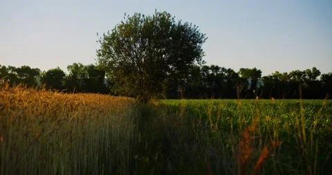 Сamera moving towards on a lone tree in a field between cornfield and a wheat Stock Footage 218865582