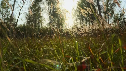 Сamera slowly rises from the ground through thick green grass in the meadow the Stock Footage 255671735