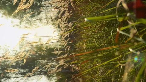 Сamera slowly rises from the ground through thick green grass in the meadow the Stock Footage 256994440