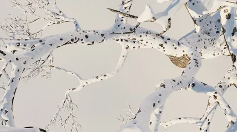 Сamera soars over the snow-covered tree Stock Footage 45307004
