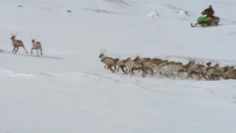 A Sami in the Arctic Circle herding a flock of reindeer with his skidoo Stock Footage 107308681
