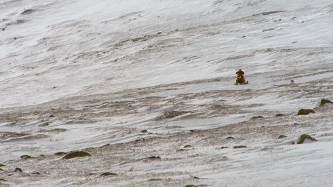 Sami reindeer herder chasing up a flock of reindeer from behind a ridge Video stock 107373842