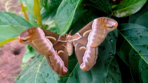 Samia Moth Perching on a Fresh Green Nauclea orientalis - Parallax Stock Footage 339124466