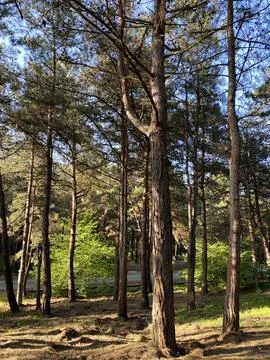 Samlar Natural Forest Foto stock