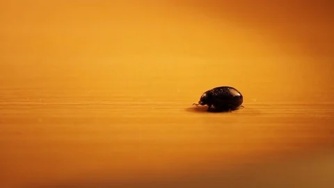 Samll bug walking to light Stock Footage 83708365