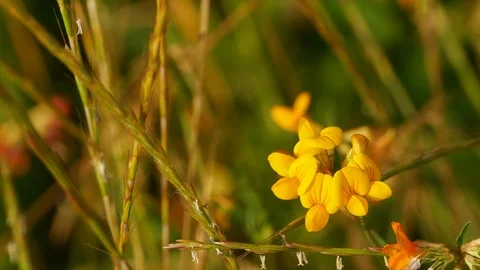 Samll yellow flower Stock Footage 109696351